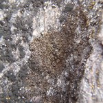 Vestergrenopsis elaeina