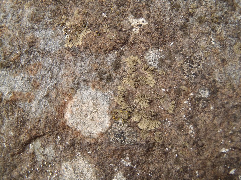 Vestergrenopsis elaeina