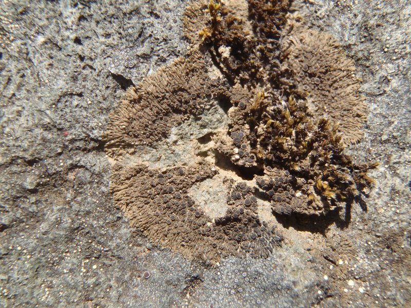 Vestergrenopsis elaeina