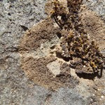 Vestergrenopsis elaeina