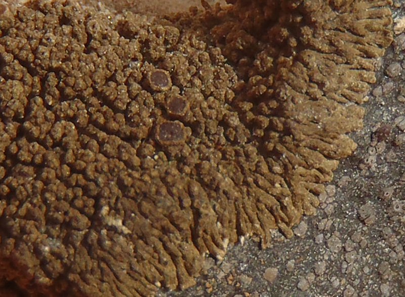 Vestergrenopsis elaeina
