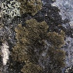 Vestergrenopsis isidiata