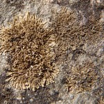 Vestergrenopsis isidiata