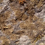 Vestergrenopsis isidiata