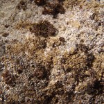 Vestergrenopsis isidiata
