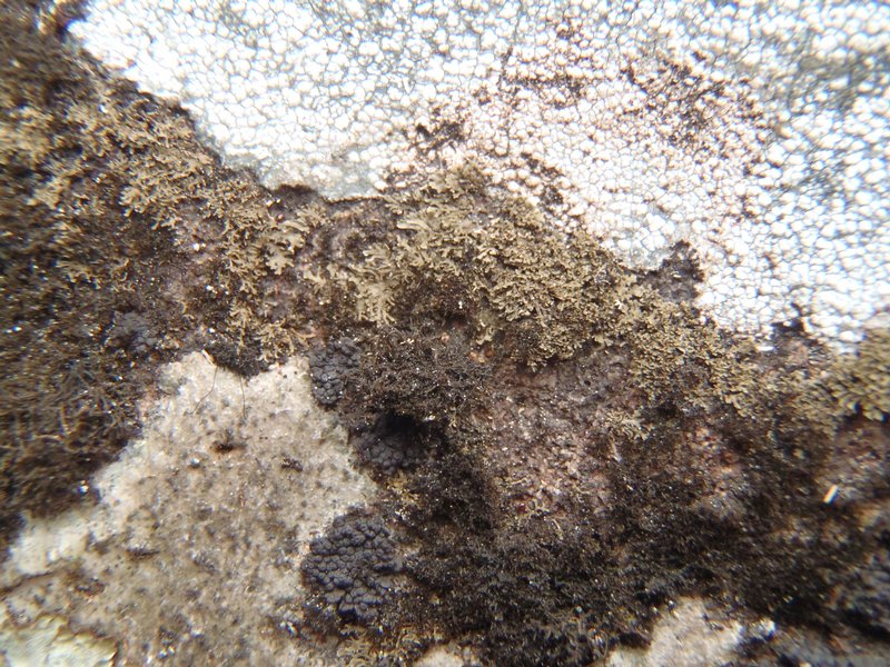 Vestergrenopsis isidiata