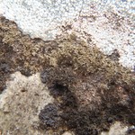 Vestergrenopsis isidiata