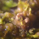 Vezdaea aestivalis
