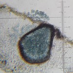 Vouauxiella lichenicola