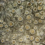 Vouauxiella lichenicola