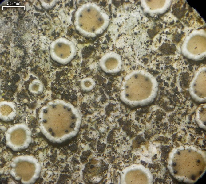 Vouauxiella lichenicola