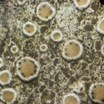 Vouauxiella lichenicola