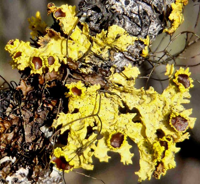 Vulpicida canadensis