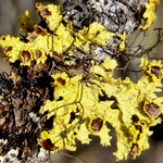 Vulpicida canadensis