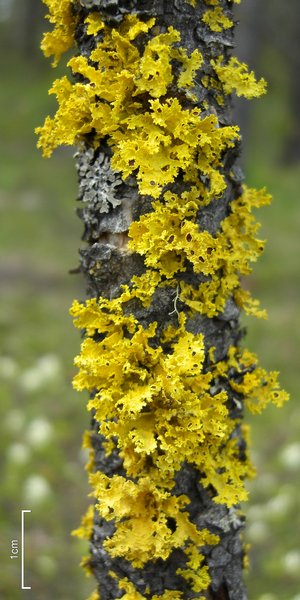 Vulpicida canadensis