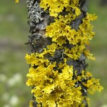 Vulpicida canadensis