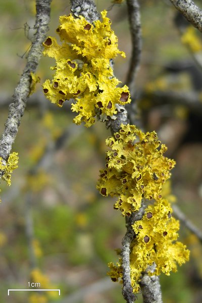 Vulpicida canadensis