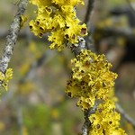 Vulpicida canadensis