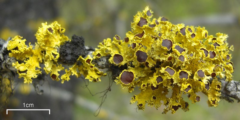 Vulpicida canadensis