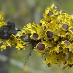Vulpicida canadensis