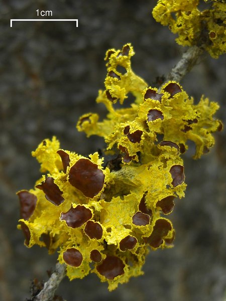 Vulpicida canadensis