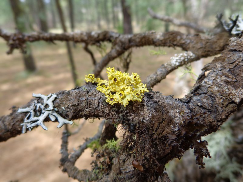 Vulpicida canadensis