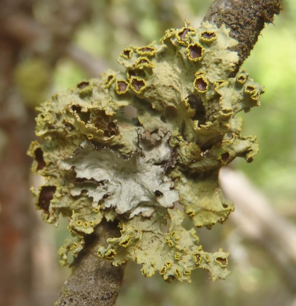 Vulpicida canadensis