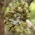 Vulpicida canadensis