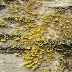 Vulpicida pinastri