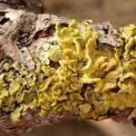 Vulpicida pinastri