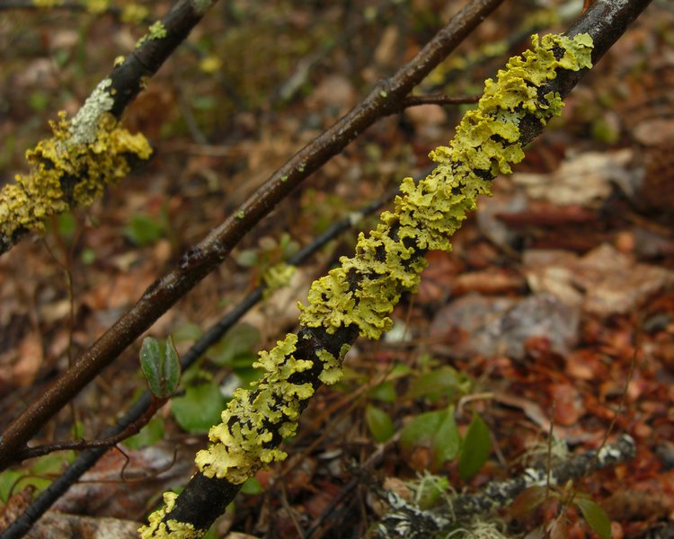 Vulpicida pinastri