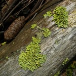 Vulpicida pinastri