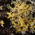 Vulpicida tilesii