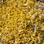 Vulpicida tilesii