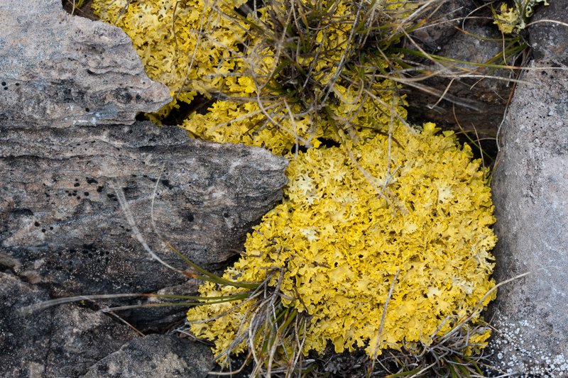 Vulpicida tilesii