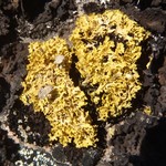 Vulpicida tilesii