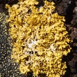 Vulpicida tilesii