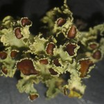 Vulpicida viridis