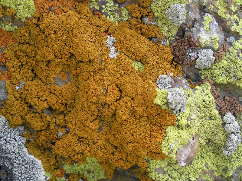 Xanthoria borealis