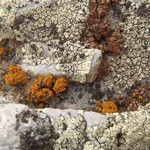 Xanthoria borealis