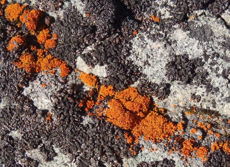 Xanthoria borealis