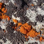 Xanthoria borealis