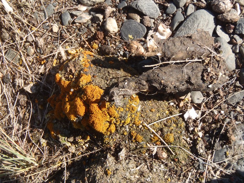 Xanthoria borealis