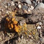 Xanthoria borealis