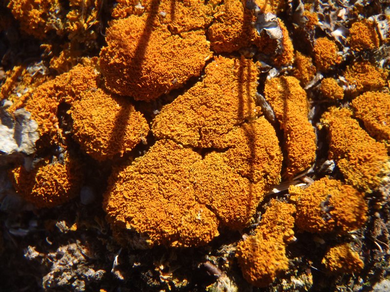 Xanthoria borealis