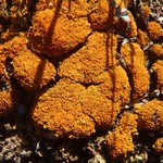 Xanthoria borealis