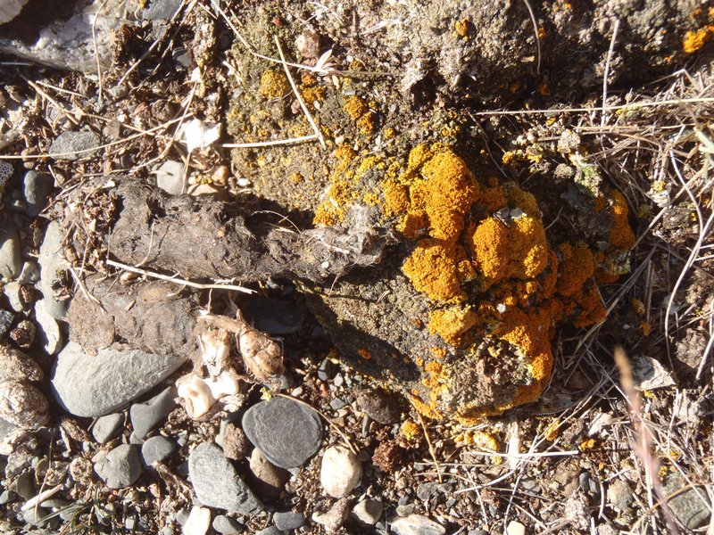 Xanthoria borealis