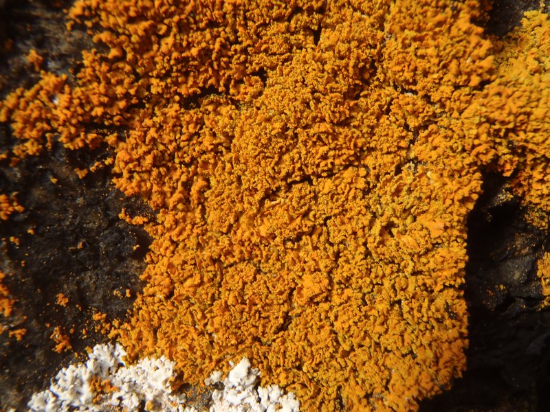 Xanthoria borealis