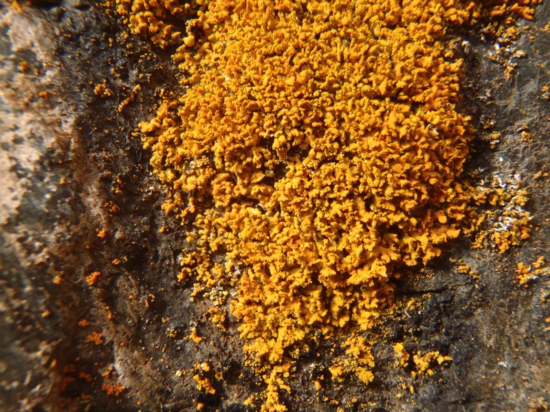 Xanthoria borealis