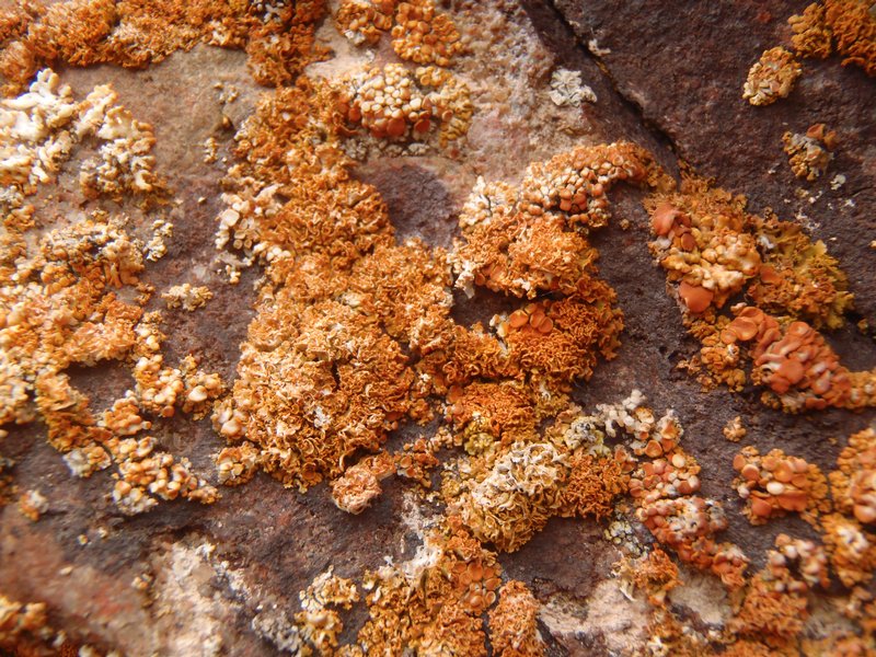 Xanthoria borealis